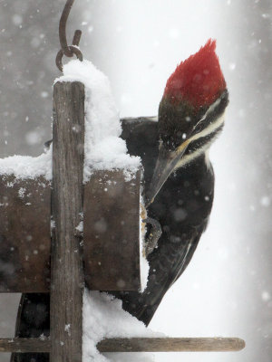 Pileated Woodpecker on Peanut Butter and Cornmeal Feeder