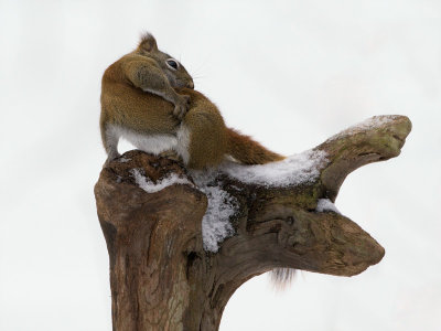 Red Squirrel Doing Yoga