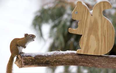 Red Squirrel Scolding 