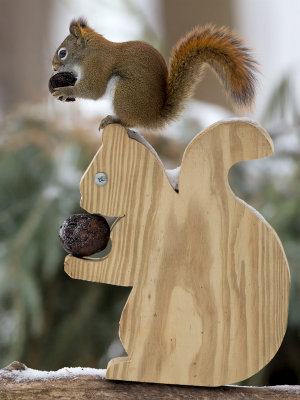 Red Squirrel with Black Walnut