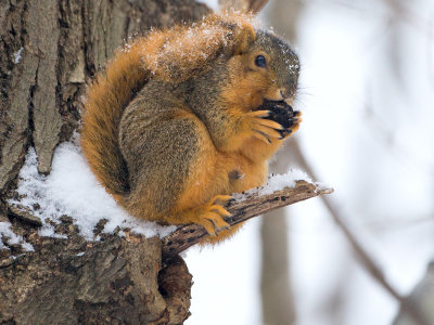 Fox Squirrel