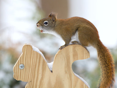 Red Squirrel Scolding