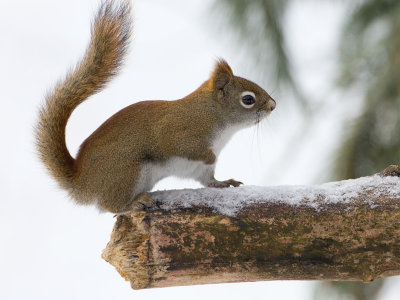 Red Squirrel