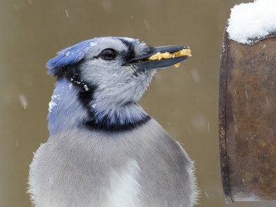 Blue Jay at Peanut Butter and Cornmeal Feeder