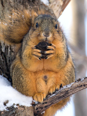 Fox Squirrel with Black Walnut