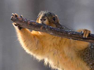 Fox Squirrel
