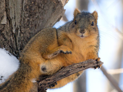 Fox Squirrel