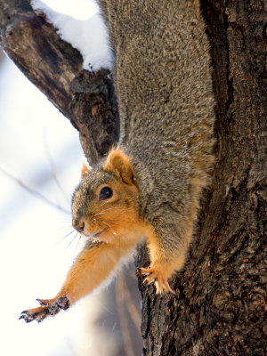 Fox Squirrel