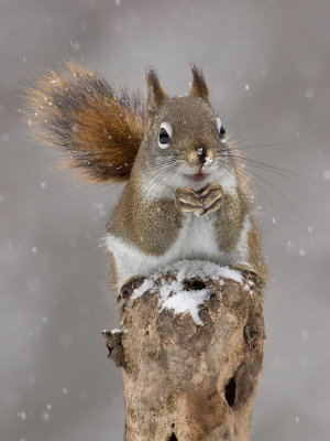 Red Squirrel