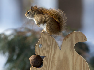 Red Squirrel
