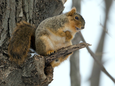 Fox Squirrel