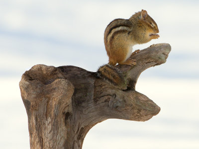Chipmunk