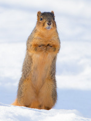 Fox Squirrel