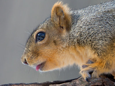 Fox Squirrel