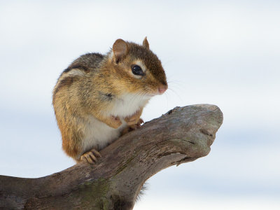 Chipmunk