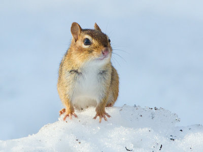 Chipmunk
