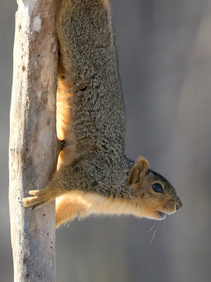 Fox Squirrel