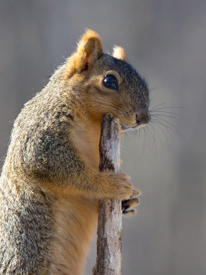 Fox Squirrel
