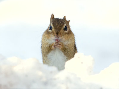 Chipmunk