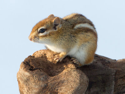 Chipmunk