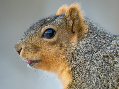 Fox Squirrel