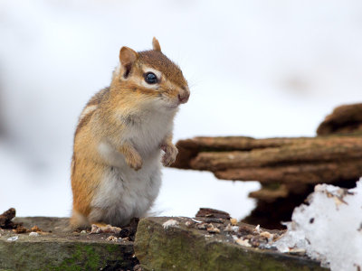 Chipmunk