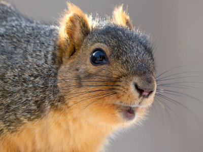 Fox Squirrel