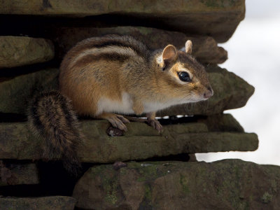 Chipmunk