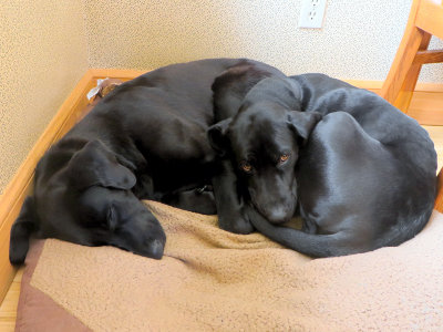 Lincoln and Ebby Share a Pillow