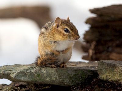 Chipmunk