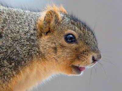 Fox Squirrel
