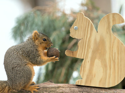 Fox Squirrel with Black Walnut