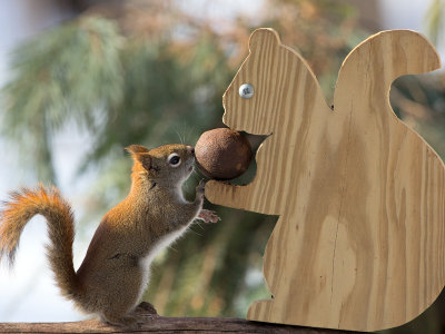 Red Squirrel with Black Walnut