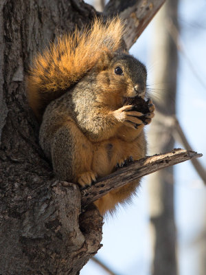 Fox Squirrel with Black Walnut