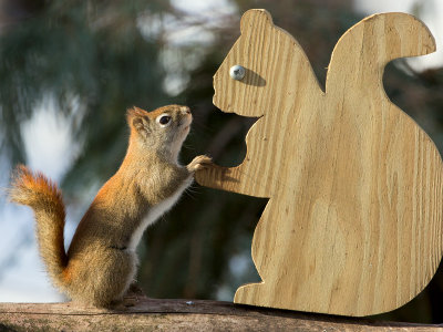 Red Squirrel