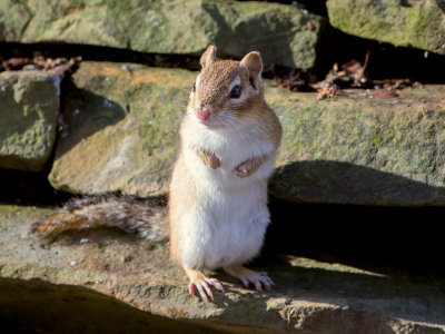 Chipmunk