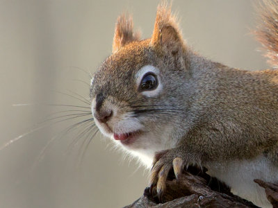 Red Squirrel
