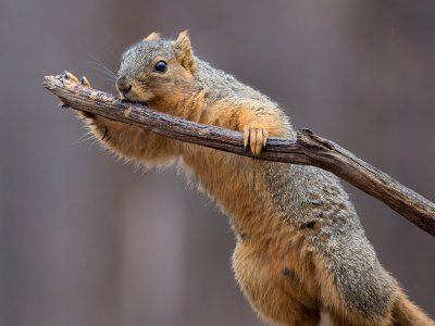 Fox Squirrel