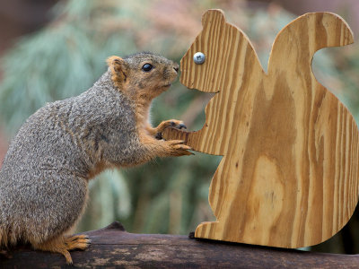 Fox Squirrel