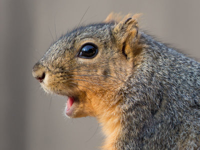 Fox Squirrel