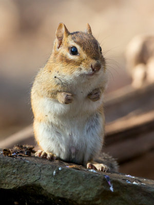 Chipmunk