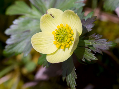 Spreading Globeflower