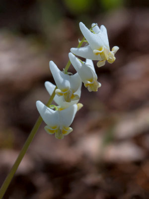 Dutchman's Breeches