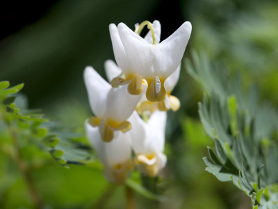 Dutchman's Breeches