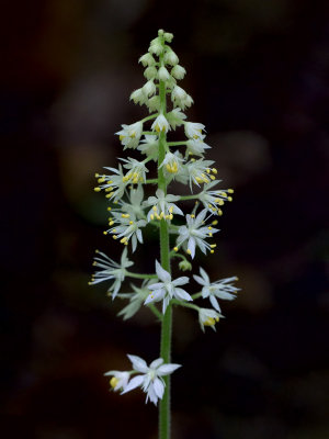 Foamflower