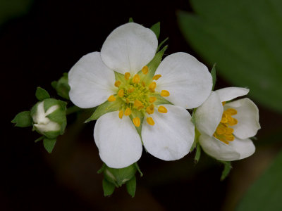 Wild Strawberry