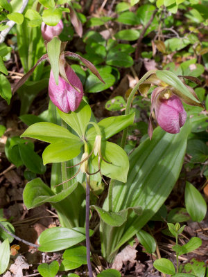 Large Whorled Pogonia Orchid with Pink Lady's Slipper Orchids