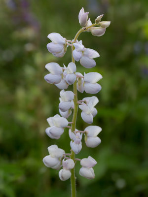 Wild Lupine