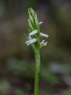 Wide-leaved Ladies'-tresses Orchid