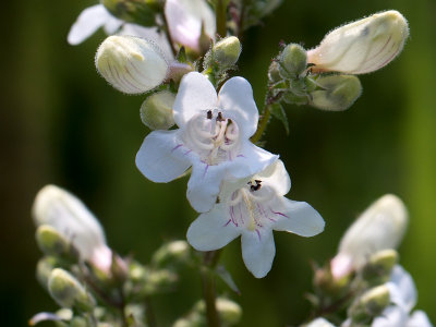 Foxglove Beardtongue